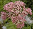 Eupatorium Lindleyanum Extract 